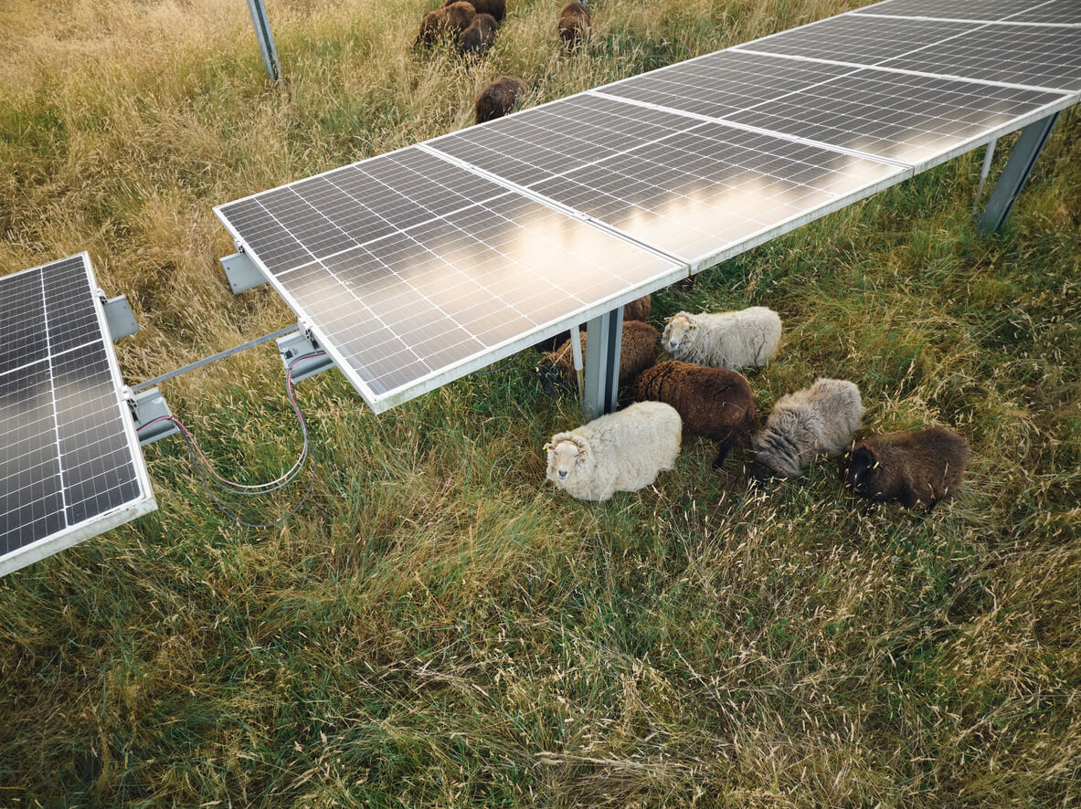 Ground-mount solar panels on farmland. There are sheep resting in the shade underneath the panels.